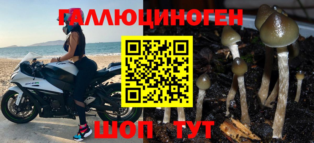 Галлюциногенные грибы Psilocybe Москва